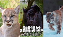 动物叫声视频在线观看,揭秘自然界的声声呼唤