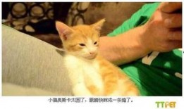 小猫有趣爆料视频下载,小猫趣味爆料视频集锦