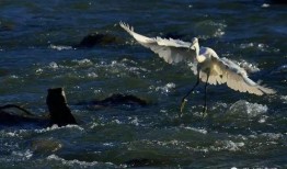 白鹭夺宝爆料视频下载,宝藏争夺战一触即发！