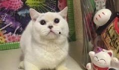 小猫有趣爆料视频下载,小猫趣味爆料视频集锦