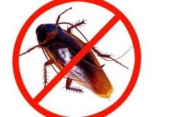 喋血蟑螂在线观看,惊悚悬疑，在线观看带你领略生死边缘