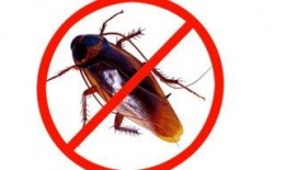 喋血蟑螂在线观看,惊悚悬疑，在线观看带你领略生死边缘