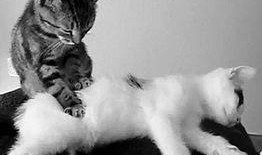 小猫有趣爆料视频下载,小猫趣味爆料视频集锦