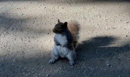 番鼠爆料视频大全下载,揭秘热门话题背后的真相