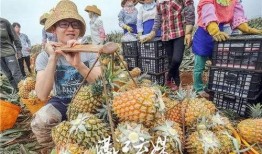 凤梨独家爆料视频大全,视频大全揭秘幕后真相