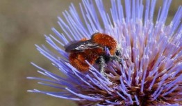 昆虫学者pv爆料视频,揭秘昆虫世界的奇妙奥秘