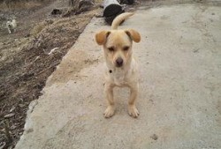 娱乐吃瓜酱小黄狗,揭秘娱乐圈那些不为人知的幕后故事