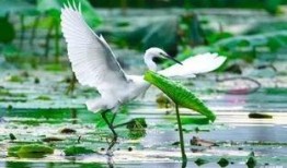 白鹭夺宝爆料视频下载,宝藏争夺战一触即发！