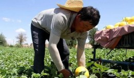 吃瓜事件东南亚网红,揭秘网络红人背后的真相