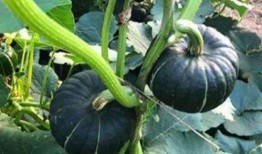 吃瓜事件东南亚网红,揭秘网络红人背后的真相